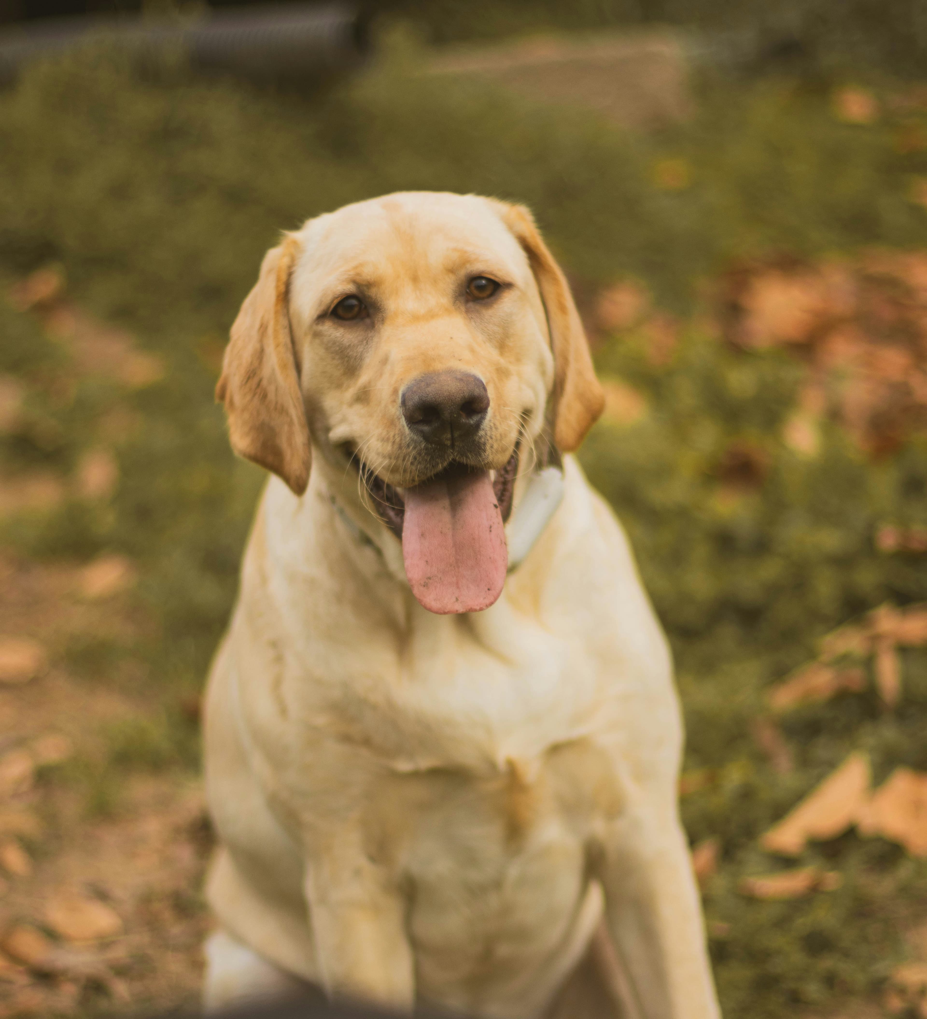 Labrador sedi u travi